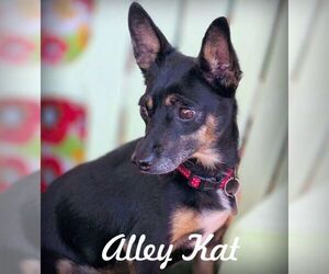 Doxie-Pin Dogs for adoption in Chino Hills, CA, USA