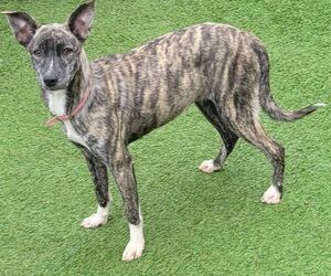 Mutt Dogs for adoption in Carrollton, TX, USA