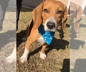 Beagle Dogs for adoption in Orangeburg, SC, USA