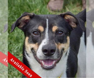 Jack Russell Terrier-Unknown Mix Dogs for adoption in Huntley, IL, USA