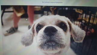 Shinese Dogs for adoption in Woodbridge, VA, USA
