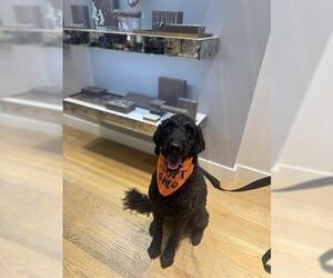 Poodle (Standard)-Unknown Mix Dogs for adoption in San Martin, CA, USA