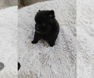 Pomeranian-Unknown Mix Dogs for adoption in Gulfport, MI, USA