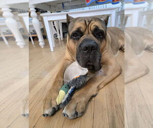 Mutt Dogs for adoption in Goodyear, AZ, USA