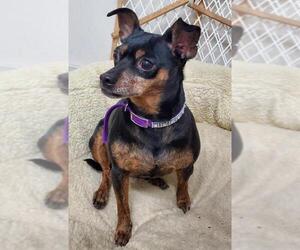 Miniature Pinscher-Unknown Mix Dogs for adoption in Whitewater, WI, USA