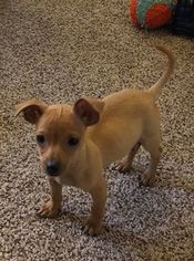 Chihuahua Dogs for adoption in Coldwater, MI, USA