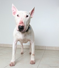 Bull Terrier Dogs for adoption in Eden Prairie, MN, USA