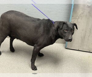Labrador Retriever-Unknown Mix Dogs for adoption in Las Vegas, NV, USA