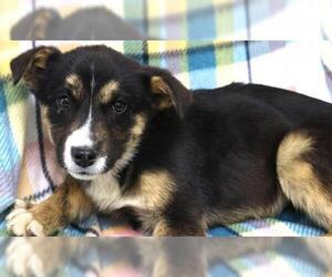 Mutt Dogs for adoption in Thief River Falls, MN, USA