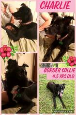 Border Collie Dogs for adoption in Franklinton, LA, USA