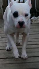 Medium Photo #1 Bull Terrier Puppy For Sale in Foristell, MO, USA