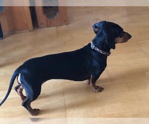 Dachshund Dogs for adoption in Los Angeles, CA, USA