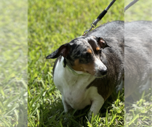 Dachshund Dogs for adoption in Weston, FL, USA