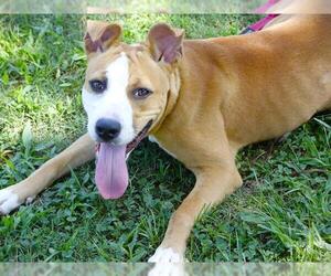 American Staffordshire Terrier-Unknown Mix Dogs for adoption in Tallahassee, FL, USA