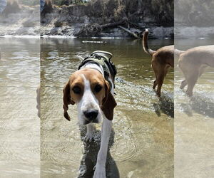 Treeing Walker Coonhound-Unknown Mix Dogs for adoption in Royal Palm Beach, FL, USA