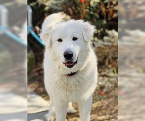 Great Pyrenees Dogs for adoption in Salinas, CA, USA