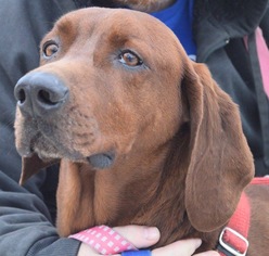 Redbone Coonhound Dogs for adoption in Livonia, MI, USA