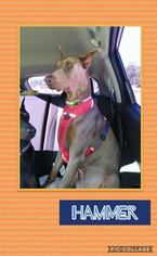 Doberman Pinscher Dogs for adoption in Enterprise, AL, USA