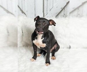 American Pit Bull Terrier Dogs for adoption in Opelika, AL, USA