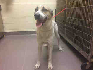 Small Anatolian Shepherd Mix