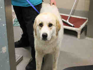 Kuvasz-Unknown Mix Dogs for adoption in Modesto, CA, USA