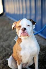 American Bulldog Dogs for adoption in Newton, KS, USA