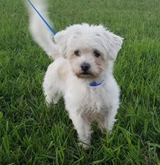 Medium Photo #1 Maltese Puppy For Sale in Fargo, ND, USA