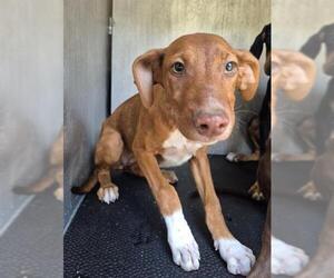 Mutt Dogs for adoption in San Antonio, TX, USA