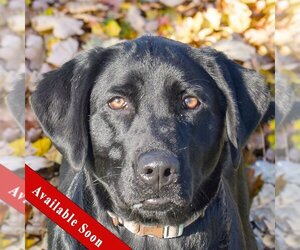 Mutt Dogs for adoption in Huntley, IL, USA