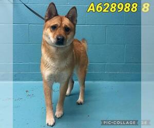 Shiba Inu Dogs for adoption in San Antonio, TX, USA