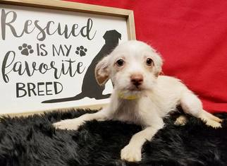 Medium Photo #1 Miniature Pinscher Puppy For Sale in Modesto, CA, USA