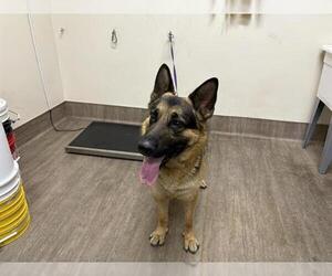 German Shepherd Dog Dogs for adoption in Pasadena, CA, USA