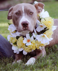 American Pit Bull Terrier Dogs for adoption in Tuttle, OK, USA