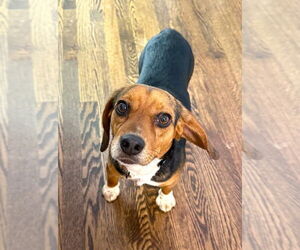 Beagle Dogs for adoption in Arlington, VA, USA