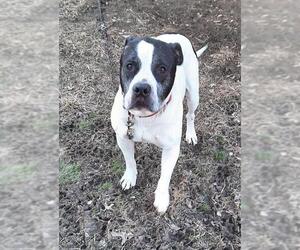 American Bulldog-Unknown Mix Dogs for adoption in Stockport, OH, USA