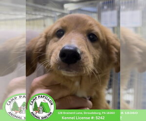 English Shepherd-Unknown Mix Dogs for adoption in Stroudsburg, PA, USA