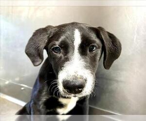 Border Collie-Unknown Mix Dogs for adoption in San Bernardino, CA, USA