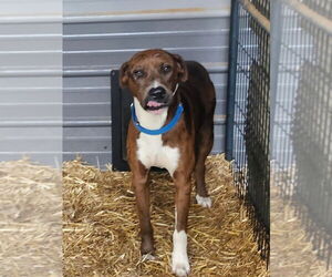 Catahoula Leopard Dog-Unknown Mix Dogs for adoption in Boston, MA, USA
