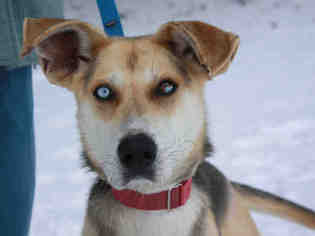 German Shepherd Dog-Siberian Husky Mix Dogs for adoption in Maumee, OH, USA
