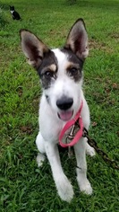 Jack Russell Terrier-Unknown Mix Dogs for adoption in Murfreesboro, TN, USA