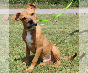 Boxador Dogs for adoption in Prattville, AL, USA