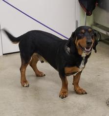 Basset Hound-Rottweiler Mix Dogs for adoption in Hutchinson, KS, USA
