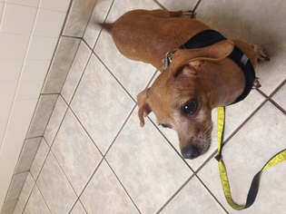 Chiweenie Dogs for adoption in Kinderhook, NY, USA