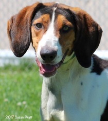 Treeing Walker Coonhound Dogs for adoption in Bedford, VA, USA
