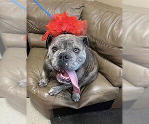 Bulldog Dogs for adoption in Mt. Laurel, NJ, USA