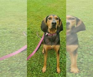 Black and Tan Coonhound Dogs for adoption in Ontario, Ontario, Canada