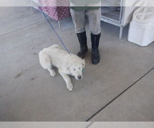 Great Pyrenees-Unknown Mix Dogs for adoption in Oroville, CA, USA