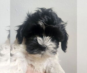Shih Tzu Dogs for adoption in Oakland Park, FL, USA