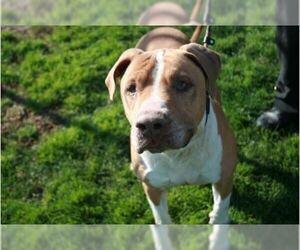 American Bulldog-Unknown Mix Dogs for adoption in Santa Rosa, CA, USA