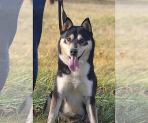 - Mix Dogs for adoption in Forest, VA, USA